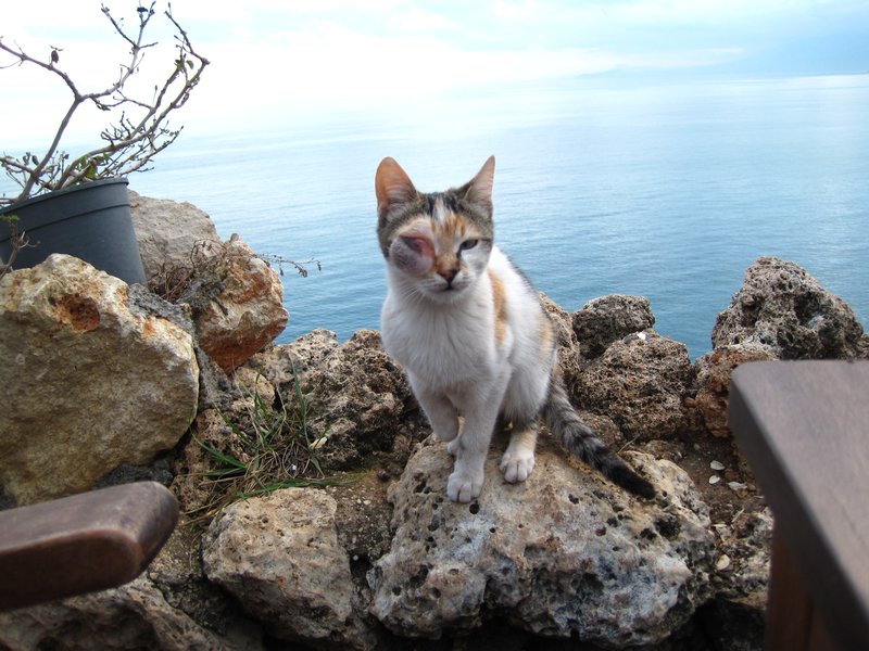The Antalya Cat
