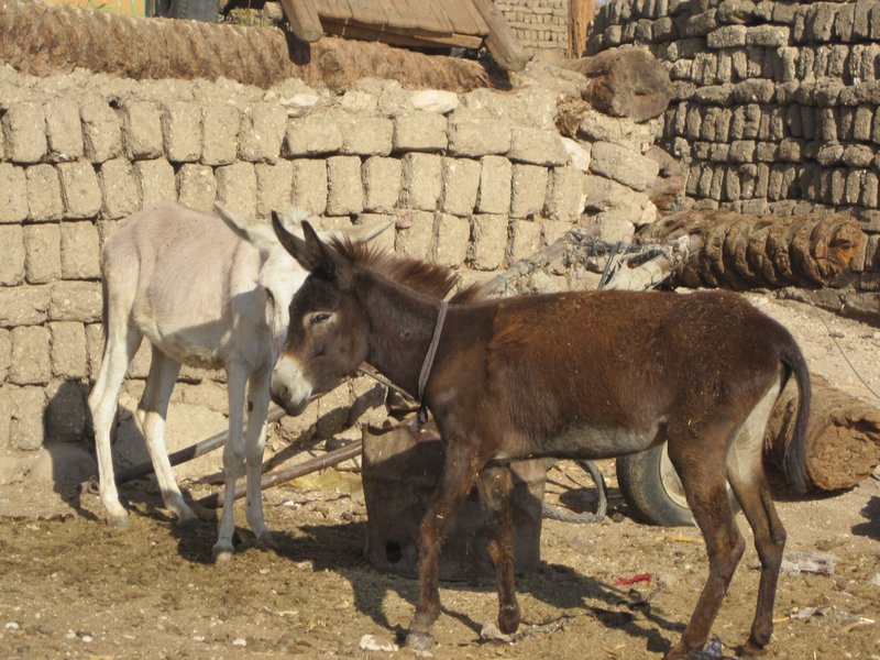 Another Egyptian Donkey