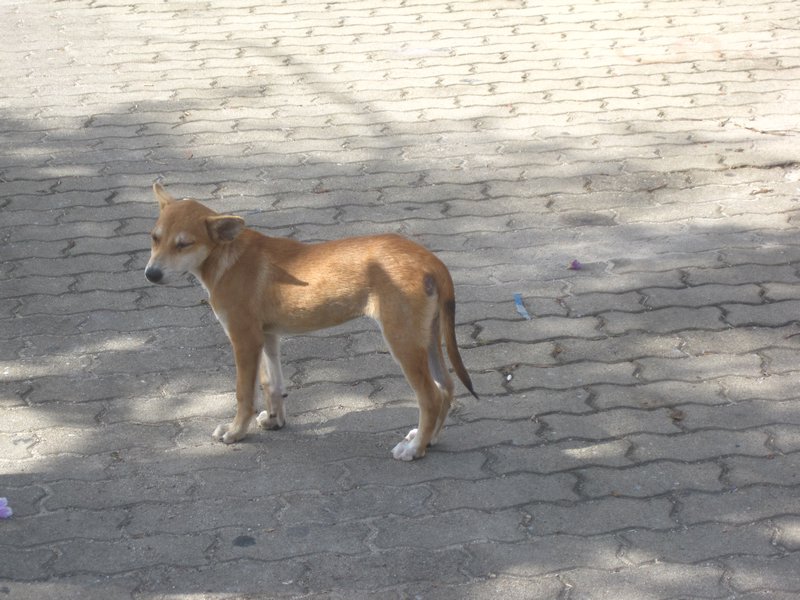 Dog at Wat Chalong