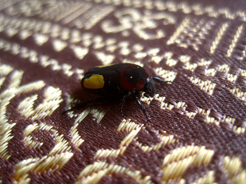 Thai Bug