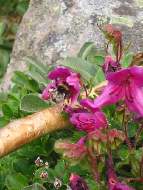 Kamchatka Bee