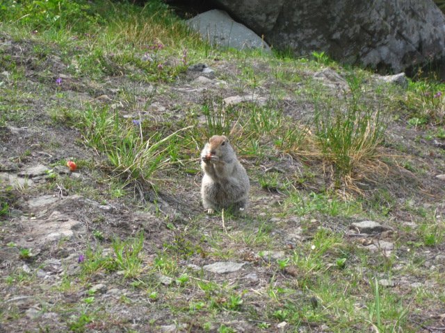 Yes Im a cute Gopher