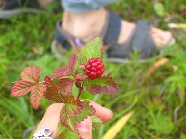 Delicious wild berries minutes from the Ocean