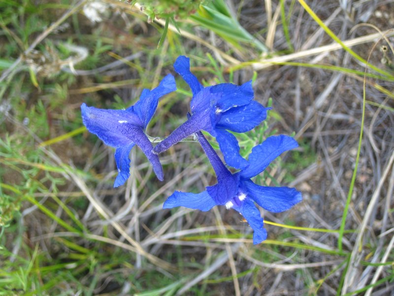 More Blue Flowers