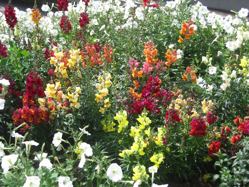 Flowers in Chita