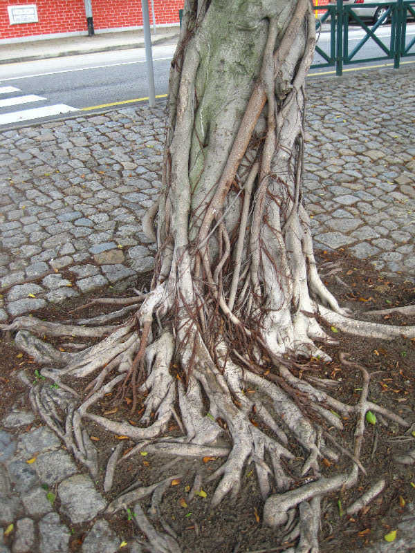 Amazing Roots