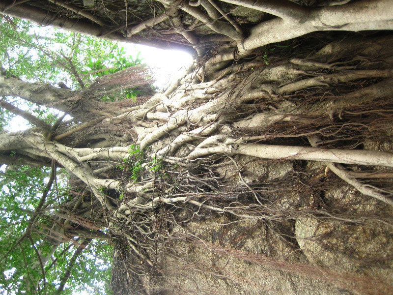 Wonderful Tree Roots
