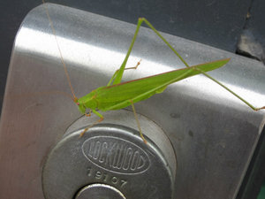 Mr Grasshoper