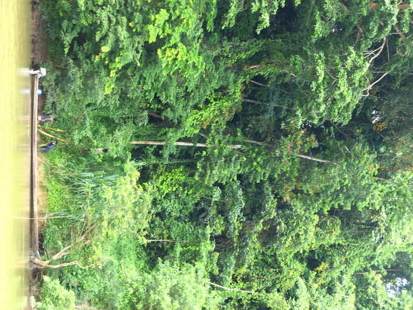 Die jungle by Taman negara