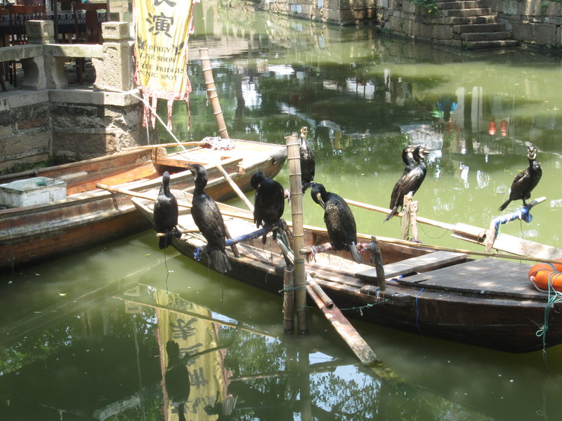 Cormorant birds (trained chinese fish catchers)
