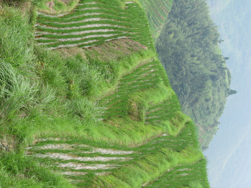 Rice terraces in Longji (dragons back-bone)