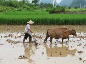 A farmer ploughing his rice field