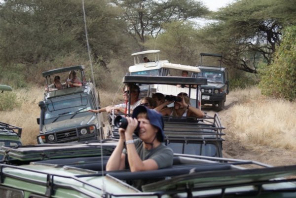 Safari Traffic Jam
