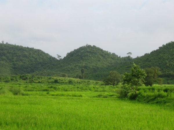 Hills and Rice Fields
