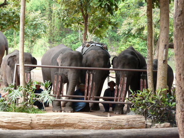 Musical elephants