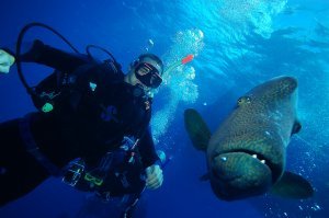 Mike meets the friendly Maori Wrasse