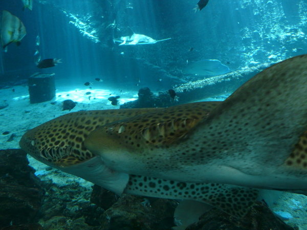 Leopard Sharks Courting