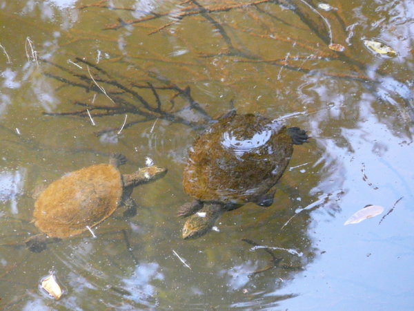 Turtles at the platypus viewing area