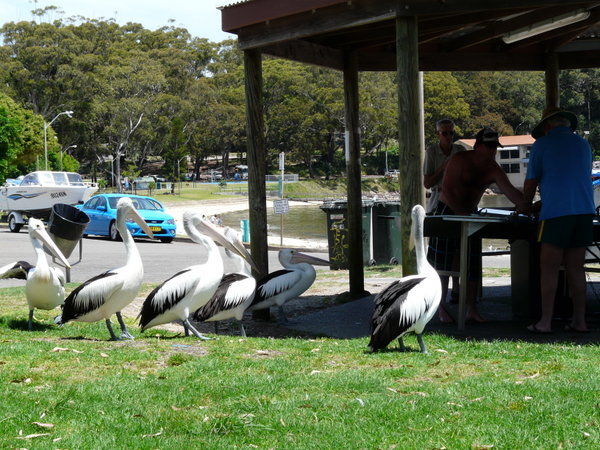 The Pelicans in Nelson Bay