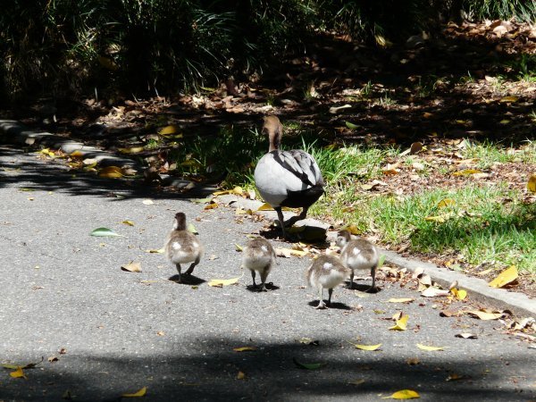 Family of ducks in the Botanic Gardens