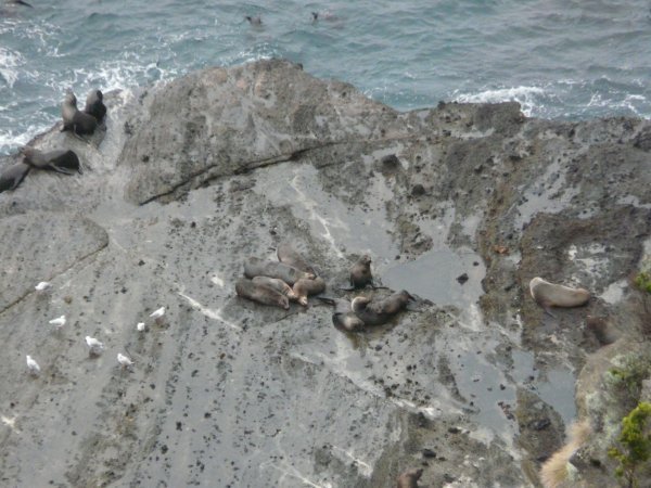 Seals and seaguls, Cape Bridgewater