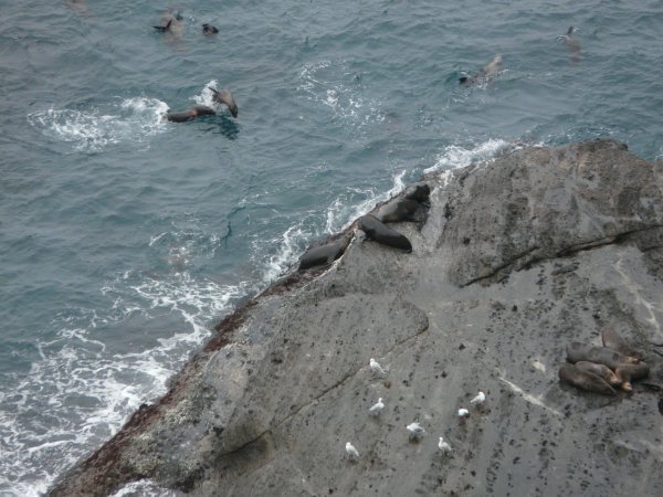 Frolicking seals, Cape Bridgewater