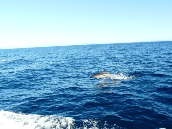 A curious common dolphin