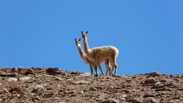 Shy vicuñas