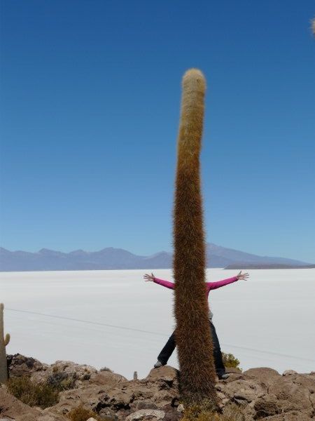The cactus has sprouted arms and legs!
