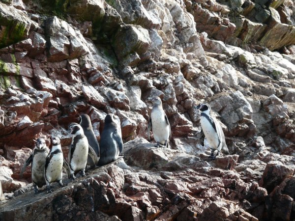 The Humboldt Penguins