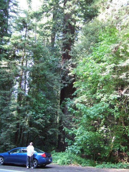 Giant Redwoods II