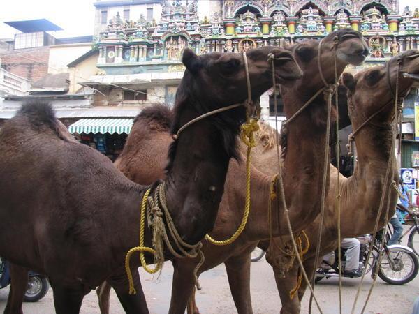 we saw camels TOO gadi and adam!