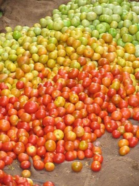 heaps of red, yellow and green tomatos ready to be hand picked...