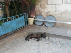 dog sleeping in street