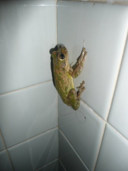 froggy friend in my shower