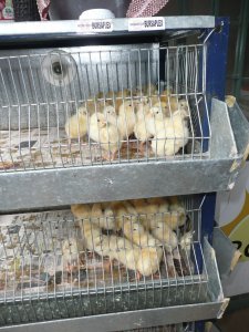 Baby chicks for sale at a store along the parade route. Poor little things. :(