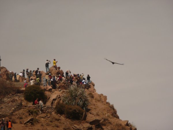 The condors showed up and got a paparazzi welcome from the tons of tourists