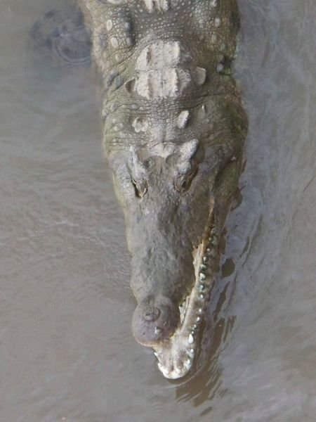 Close-up Croc