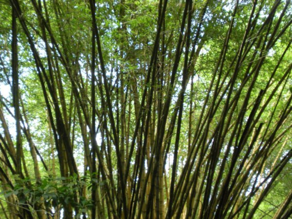 Bamboo at Manuel Antonio