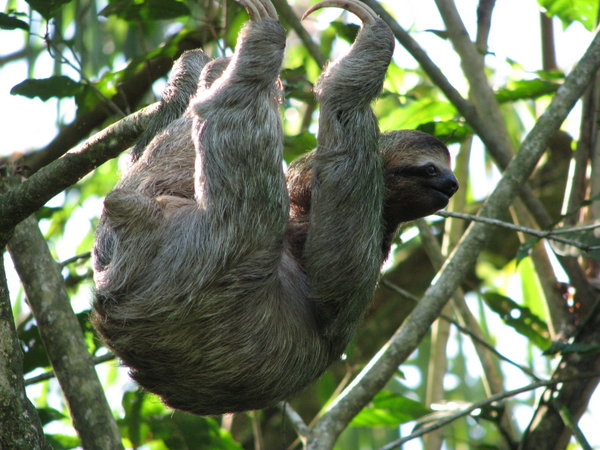 Close-up Sloth