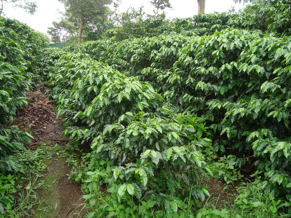 Coffee Fields