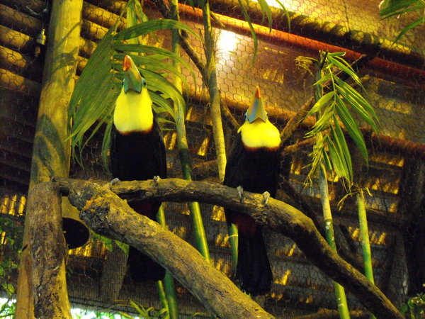 Toucans in the Aviary