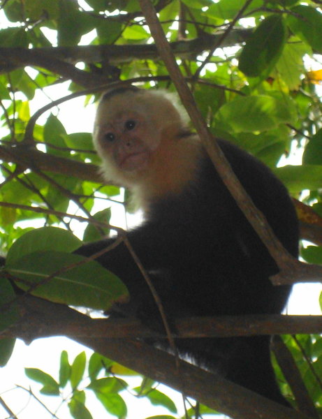 Up-Close Monkey