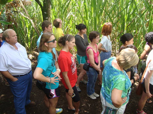Group in the Sugar Cane