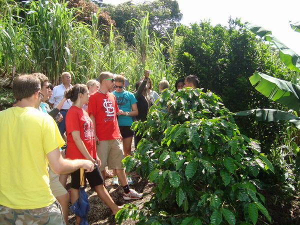 Looking at Coffee Plants