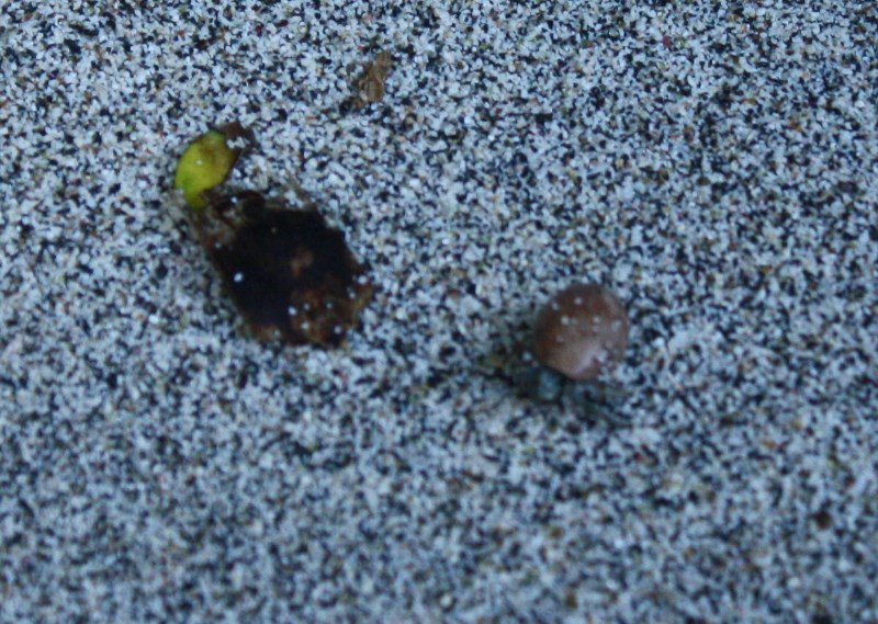 Hermit Crabs on the Beach