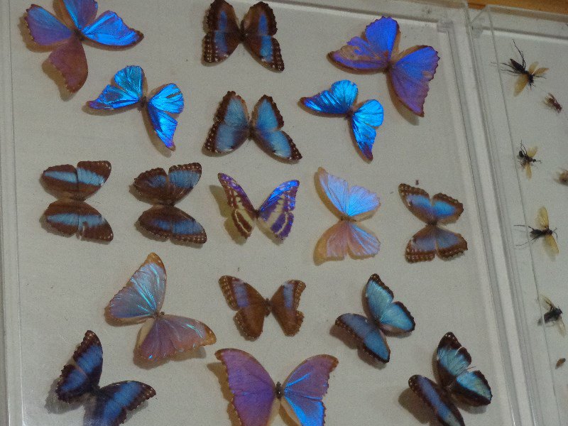 Irridescent Butterfly Wings