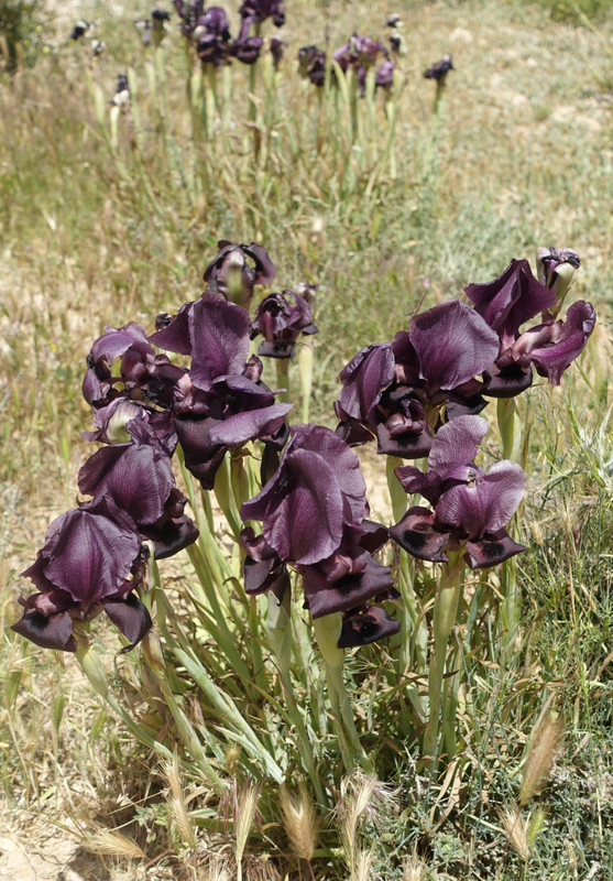 Black Iris - Jordan's national flower