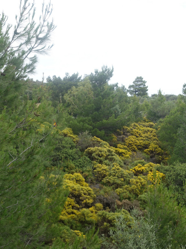 Rhodes - mountain vegetation