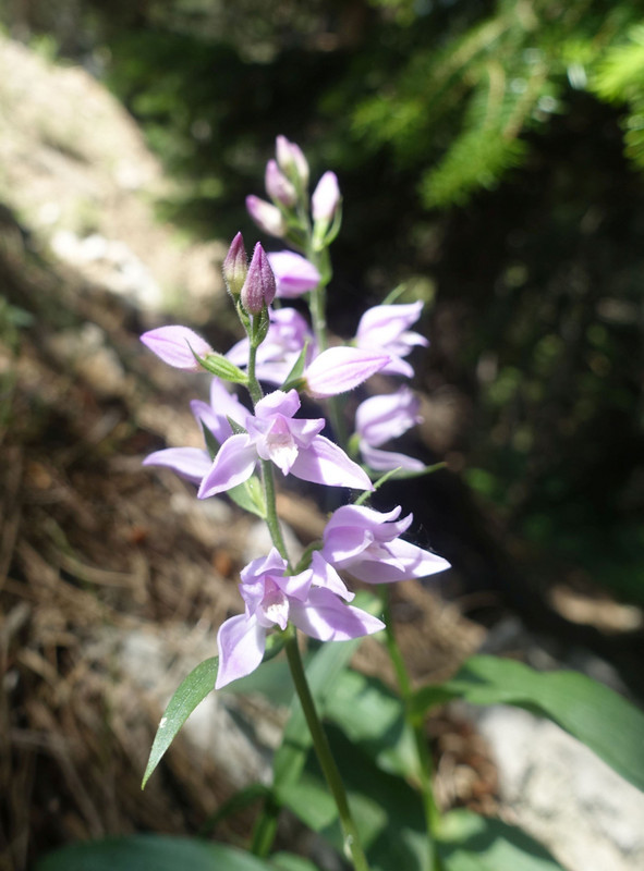 Alpine Orchid 2